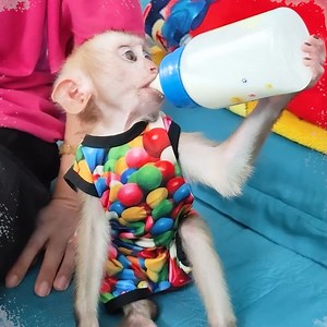 Monkey KaKa helps Mom put dirty diapers in the trash | A Bi Monkey