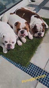 60K views · 788 reactions | Who else's dogs like to tan? They have all this room to spread out but want to bunch up together.. so cute #bulldogsoftiktok #bulldoglife #coco #love | Coco | Facebook