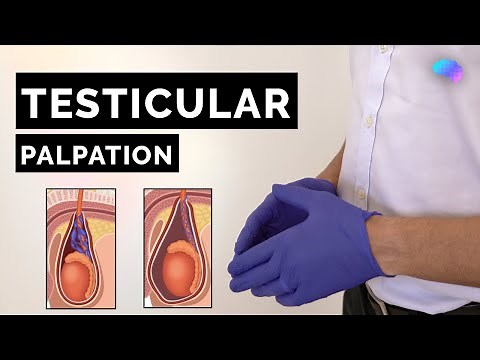 Testicular Palpation Technique | How to Examine Testicles - OSCE Guide | UKMLA | CPSA | PLAB 2