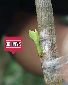 Grafting on jackfruit | Grafting Examples