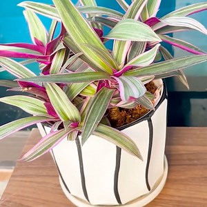 14K views · 29 reactions | Growing Blood Cockle Plant at home ☘ | This Is Brainy | Facebook