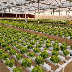 [Hot Item] Vertical Hydroponic System Gutter Hydroponics Nft Systems for Sale