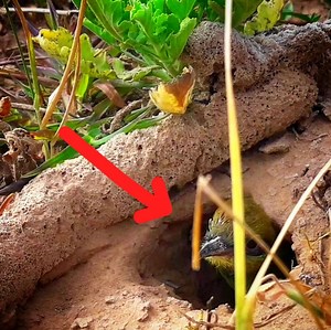 2.5K views · 23 reactions | Asian green bee-eater Baby bird | Review Bird All | Facebook