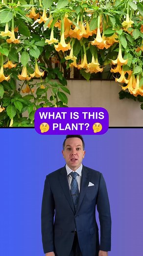 Is This Plant The Secret to Mind Control? #mindcontrol #hypnotized #law #funfacts #funlaws #lawyers | Law By Mike