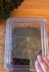 Plant propagation: Easy ways to multiply your houseplants