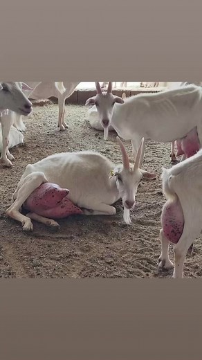 🔴🥛🥛SAANEN DAIRY GOATS #availablenow. 🥛🥛🔴. LIVESTOCK EXPORTERS SOUTH AFRICA,We are number one exporters of FULL BLOOD SAANEN GOATS ( EWES ), a few of our other Live stocks include; 1.cattle, 2.dairy, 3.sheep, 4rabbits, 5.ostrich, 6.Turkey, 7.Boer GoatsAnd a well-developed poultry and egg industry .On all inquiries on our Premium Quality Livestock, contact;Email: info.livestockexporters@gmail.com Call / Text / Whatsapp : 27 (0) 680 718 656Thanks and best regards,Friedrich.#saanen #GOAT #goat