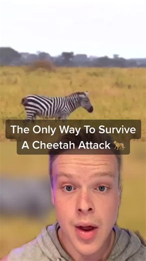 1.3K views · 22 reactions | How To SURVIVE A Cheetah ATTACK!  (IG:Braydon.roy) #howto #survive #cheetah #attack #survival | Facts with Braydon | Facebook