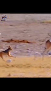 Ostrich attacks stray dog 😱 | Nature and Wildlife