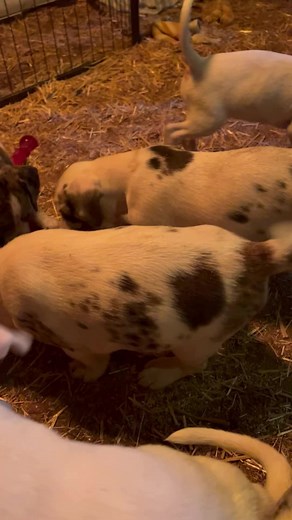 2.9K views · 308 reactions | Today’s puppy fix! ❤️ | Randy Grim | Facebook