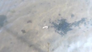 2.8K views · 125 reactions | Mud snail feeding frenzy!!! 藍 | Fish Guy Photos | Facebook