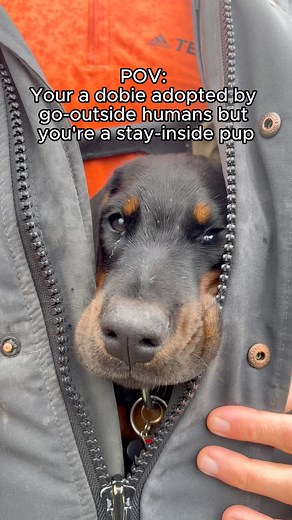 Dobies HATE the cold 🥶#doberman #puppy | Moki The Dobie