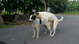 Mating of dog.