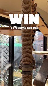 Win a Freestyle Indoor cat tree worth £500 and let your cat climb the walls this winter. | Omlet USA