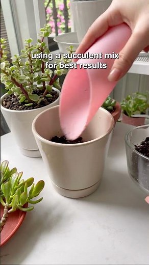 Propagate Crassula Ovata