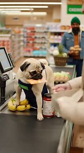 27K views · 665 reactions | Cashier Pug | Grace Farm Senior Pug Sanctuary | Facebook