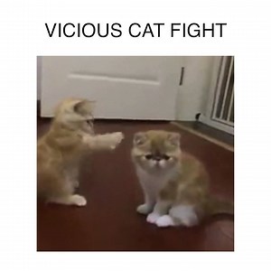 12K views · 367 reactions | Take that! And that!  | Belly Full | Facebook