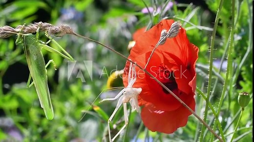 Great green bush-cricket (Tettigonia viridissima) adult female / imago and moult of nymph stage hanging from grass stem in meadow