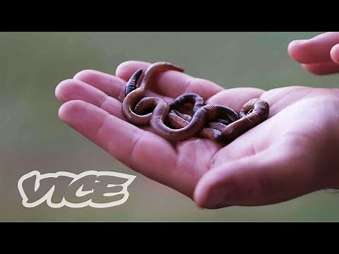 Bug Play aka Formicophilia