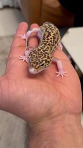 1.8K views · 20 reactions | Leopard Gecko 年 | Grow Your Muscles G.Y.M | Facebook