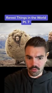 The INSANE escape story of Shrek the sheep #rare #shorts | Con Spiracy