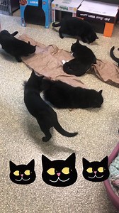 The Black Kat Kitty Katnip Klub members sure love the katnip sticks and Chewy shipping materials today #caturday #chewy 🐈‍⬛🐈‍⬛🐈‍⬛🐈‍⬛🐈‍⬛🐈‍⬛🐈‍⬛🐈‍⬛ | Warwick Animal Shelter
