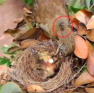 4.5K views · 104 reactions | Streak eared bulbul Mother Birds injured in child feces | Review Bird All | Facebook