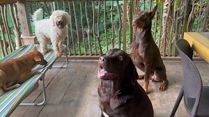 26K views · 2.9K reactions | #Temptation Test: sino ang pasado, sino ang kulelat?﫣 | The Pinoy Dog Whisperer | Facebook