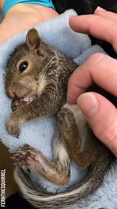 Compilation of pure squirrel cuteness Partner: fernthesquirrel | Awesome