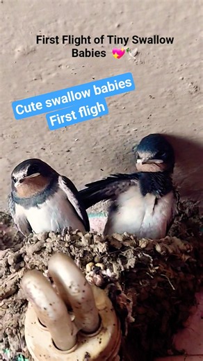 First Flight 🐦of Tiny Swallow Babies#birdwatching #birds #wildlife #animals #shortsfeed
