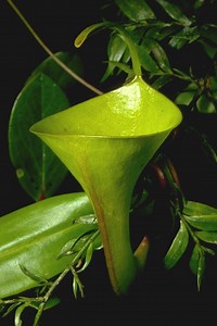 Nepenthes inermis - Alchetron, The Free Social Encyclopedia
