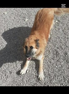 14K views · 1.1K reactions | Dopo che li strappi letteralmente alla morte, ogni giorno vissuto è un regalo e i giorni alla fine sono diventati tanti tanti tanti e soprattutto felici quindi tesoro nostro ci stiamo dovuti salutare ma è stato comunque un successo. Grazie per tutti i sorrisi e tutto l'amore che ci hai donato in questi anni insieme LIAM ❤️ | Francesca Paxia | Facebook