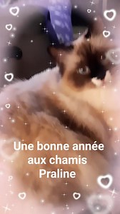 4.7K views · 229 reactions | Lolcat on Reels | Facebook