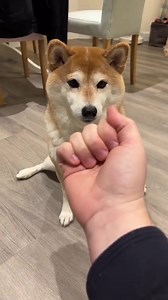 😄😄 Animals funny videos - pet & animals funny videos | Follow us in Pet Fans Club #Pet #Cat #Dog #Funny #Cute #Lovely #Animal | Pet Fans Club