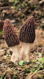 Morel mushrooms (Morchella spp.) are wild, edible fungi prized for their nutty, earthy flavor and distinctive honeycomb-like caps. They grow in spring, often in grassy areas, forests, or near specific trees like elm, ash, or oak. Morels vary in color—yellow, black, or gray—and thrive in moist, well-drained soils after rain. #highlights #viralreelschallenge #follower #highlightseveryonefollowers | Ur Scene