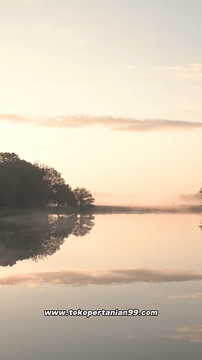 Manfaat Jagung Yang Perlu Kalian Ketahui!! | Pertanian & Perkebunan