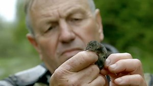 Water Shrew