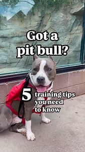 🐶 Pit bulls are smart, loving, and full of energy—but proper training is key! 💪🔥 Here are 5 must-know tips to help your pittie thrive. From positive reinforcement to mental stimulation, these simple steps can make a huge difference! A well-trained pit bull = a happy pit bull. 💚 🐾 Tag a fellow pittie parent & share your favorite training tip in the comments! ⬇️ #PitBullTraining #PitBullLove #ResponsiblePetOwnership #TrainYourDog #APBF #DogTrainingTips #PitBullAdvocate | American Pit Bull Fou
