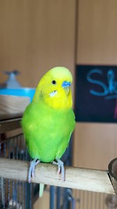 Kiwis Chirping: Budgie Bird Singing Sounds