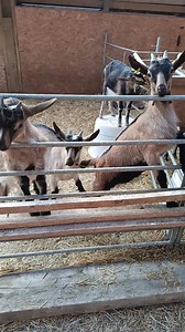 4.7K views · 197 reactions | Et ça continue encore et encore... | La Cabriole | Facebook