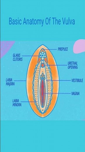 Anatomy Of The Vulva#humananatomy #anatomy