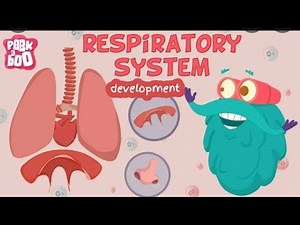 Embryology/ development system of respiratory - lecture part 01