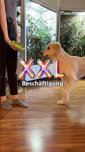 XXL Auslastung Hund -Beschäftigung #hund #hundebesitzer #beschäftigung
