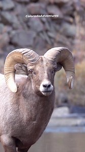 733K views · 14K reactions | Big horn ram gettitng a drink from the South Platte River. #Colorado #ColoradoAdventures #bighornsheep #wildlife #Ram | Colorado Adventures | Facebook