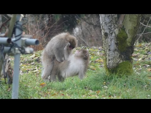 Japanese Monkeys in Heat