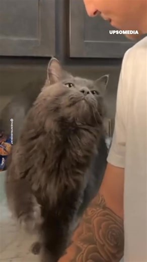 This cat charms everyone with his cuteness | Meow Meow