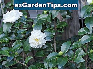 Camellia Sasanqua Care 🌱 Dicas Jardineiros - Pt.ezGardenTips.com