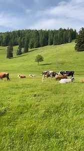 255K views · 10K reactions | Cel mai frumos loc din Apuseni. | Asta-i România | Facebook