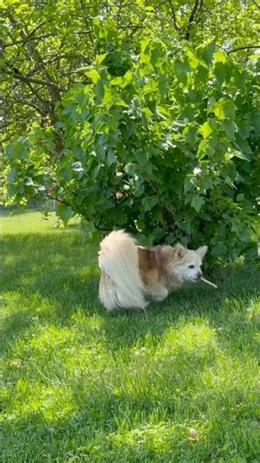 Less Training, More Dogging: Watch the Behaviors Unfold