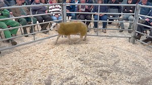 5.1K views · 39 reactions | Male champion, ram lamb from DE Owen, Smart Ass Knight Rider sells for 700 gns Ruthin Farmers Auction Co Ltd | Beltex Sheep Society | Facebook