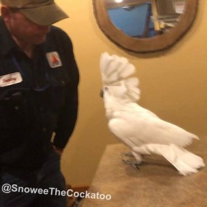 695K views · 6.2K reactions | Daddy is home!  #Snoweethecockatoo #cockatoo #umbrellacockatoo #ExoticBird #bird #birdsofinstagram #parrot #parrotsofinstagram #cute | Snowee The Cockatoo | Facebook